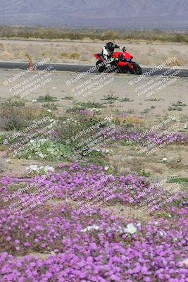 media/Feb-04-2023-SoCal Trackdays (Sat) [[8a776bf2c3]]/Turn 15 Inside Blooming (1050am)/